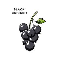 Hand drawn twig with blackcurrant berry. Vector illustration isolated on white background in doodle style