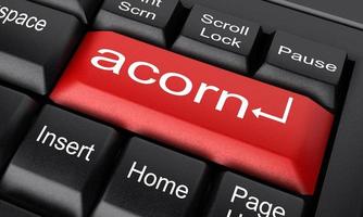 acorn word on red keyboard button photo