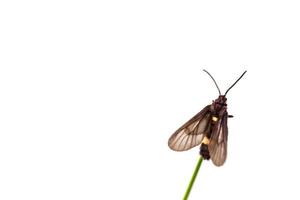 black butterfly  perched on leaf photo