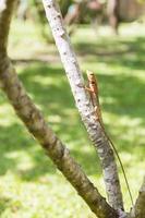 brown Lizard, asian lizard or tree lizard photo