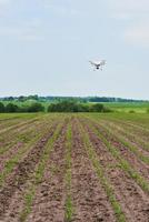 drone quad copter with high resolution digital camera on green corn field photo