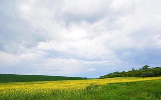 Field of bright yellow rapeseed in spring. Rapeseed Brassica napus oil seed rape photo
