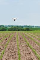 drone quad copter with high resolution digital camera on green corn field photo