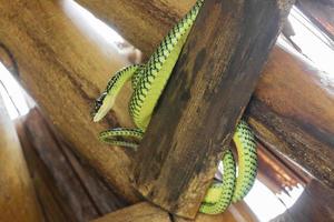 Snake in the bamboo roof on Koh Phangan in Thailand. photo