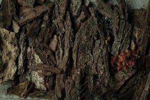 dish on a tree bark photo