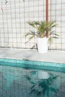 Beautiful swimming pool with turquoise water. Concrete wall and big pot with a palm tree photo