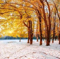 Sunlight breaks through the autumn leaves of the trees in the early days of winter photo