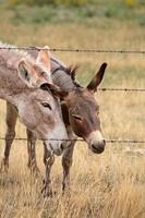 Mother and young donkey in scenic Saskatchewan photo