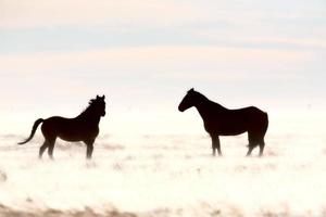 Horses in winter photo