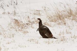 pavo salvaje en invierno foto