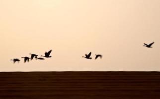 cisnes de tundra en vuelo cerca de la puesta del sol foto