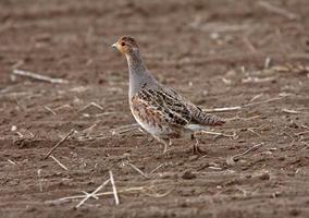 Gray Partridge in Saskatchewan field photo