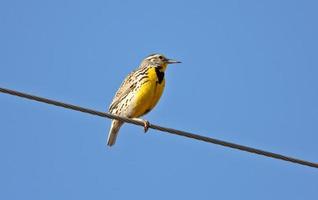 Western Meadowlark perched on overhead wire photo
