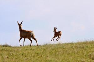 Mule Deer doe and fawn in Saskatchewan photo