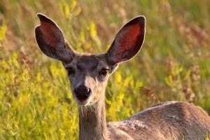 Close up of Mule Deer doe photo