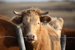 Tagged cow behind barbed wire fence photo