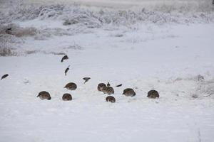 perdices y pájaros cantores alimentándose en el campo de invierno foto