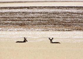 Small herd of Mule Deer in winter photo