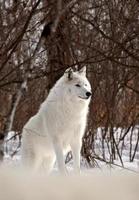 lobo ártico en invierno