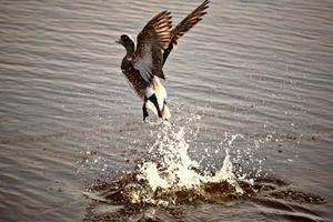 Duck taking flight from roadside pond photo
