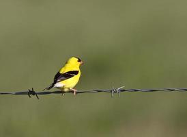 American Goldfinch perched on wire photo