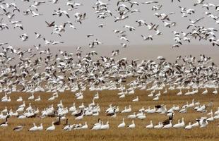 Snow and Canada geese during fall migration photo