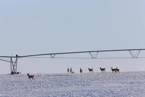 Whitetail Deer in Winter photo