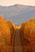 Autumn colored trees along road in British Columbia photo