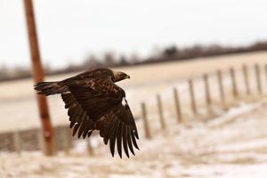 Golden Eagle in flight photo