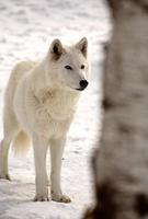 lobo ártico en invierno foto