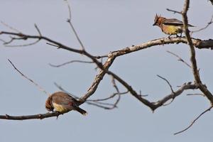 Waxwing de cedro encaramado en el árbol foto