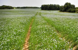 flax fields in Saskatchewan photo