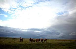 Dray horses in a Saskatchewan pasture photo