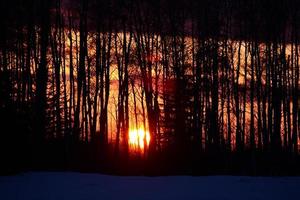 Sun setting through trees photo