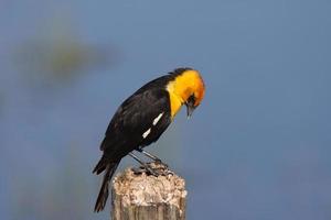 Male Yellow headed Blackbird perched on post photo