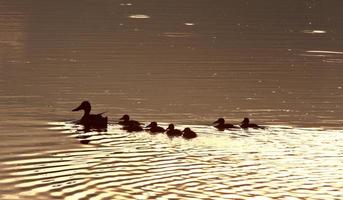 Hen and ducklings swimming in roadside pond photo