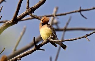 Cedar Waxwing in tree photo