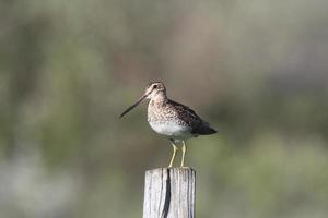 Common Snipe on fence post photo