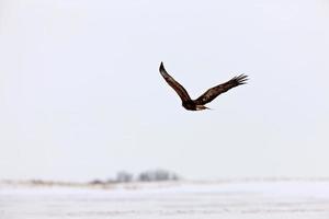 águila real en vuelo canadá foto