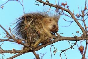 Porcupine in tree Saskatchewan Canada photo
