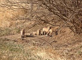 cuatro cachorros de zorro rojo fuera de su guarida foto