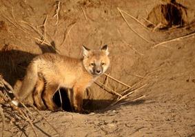 Red Fox pup at den photo