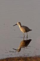 willet reflexión sobre un lodazal al borde de la carretera foto