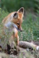 cachorro de zorro rojo fuera de su guarida foto