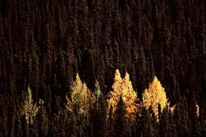 Autumn colored Aspens amongst Lodgepole Pines photo