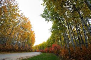 Autumn trees in Meadow Lake Park Saskatchewan photo