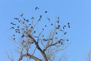 Blackbirds in a tree Canada photo