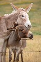 Mother and young donkey in scenic Saskatchewan photo