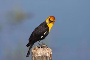 Male Yellow headed Blackbird perched on post photo