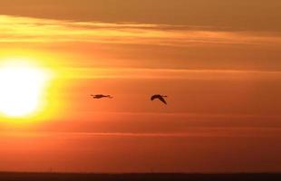 Swans in Flight at Sunset Saskatchewan photo